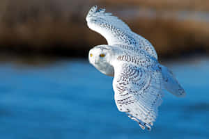 Majestic Snowy Owl Perched In Nature Wallpaper