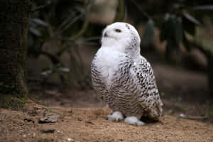 Majestic Snowy Owl Perched In Nature Wallpaper