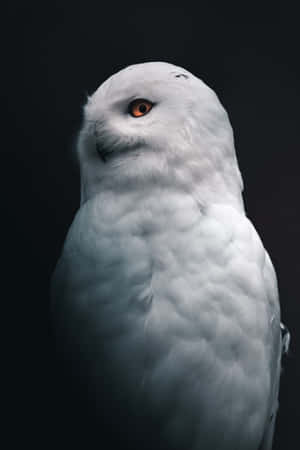 Majestic Snowy Owl Perched In Nature Wallpaper