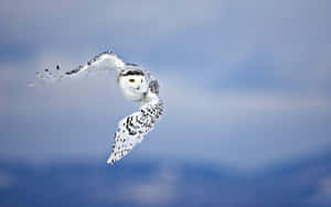 Majestic Snowy Owl Perched In Snow Wallpaper