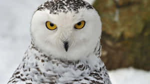 Majestic Snowy Owl Perched In Snow Wallpaper