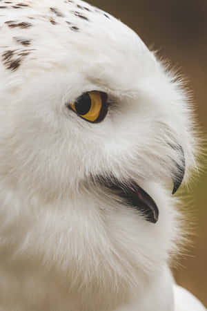 Majestic Snowy Owl Perched In The Wilderness Wallpaper