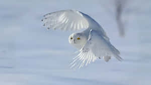 Majestic Snowy Owl Perched In Winter Landscape Wallpaper