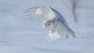 Majestic Snowy Owl Perched In Winter Landscape Wallpaper