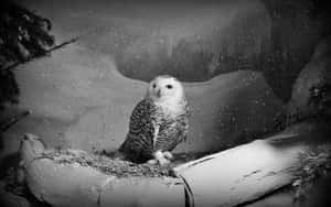 Majestic Snowy Owl Perched In Winter Landscape Wallpaper