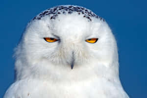 Majestic Snowy Owl Perched On A Branch Wallpaper