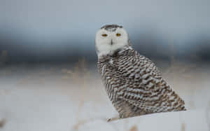Majestic Snowy Owl Perched On A Branch Wallpaper