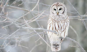 Majestic Snowy Owl Perched On A Snowy Landscape Wallpaper