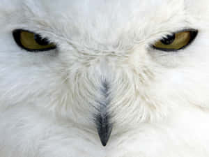 Majestic Snowy Owl Perched On Branch Wallpaper