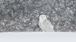 Majestic Snowy Owl Perched With A Curious Gaze Wallpaper