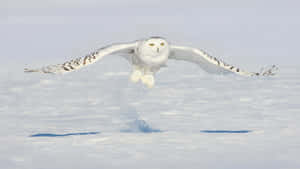 Majestic Snowy Owl Perching In Winter Scenery Wallpaper