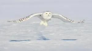 Majestic Snowy Owl Perching In Winter Scenery Wallpaper