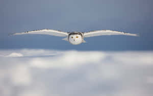 Majestic Snowy Owl Perching On A Branch Wallpaper