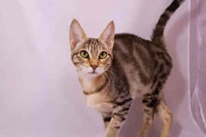 Majestic Sokoke Cat Posing In Nature Wallpaper