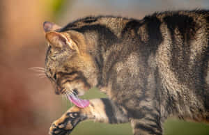 Majestic Sokoke Forest Scenery Wallpaper