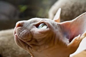 Majestic Sphynx Cat Gazing Intently Wallpaper