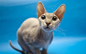 Majestic Sphynx Cat In Close-up Wallpaper