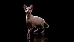 Majestic Sphynx Cat Lounging In The Spotlight Wallpaper