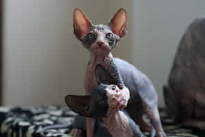 Majestic Sphynx Cat Lounging On A Cozy Surface Wallpaper