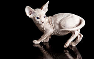 Majestic Sphynx Cat Lounging On Carpet Wallpaper