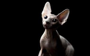 Majestic Sphynx Cat Lounging Wallpaper