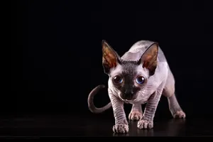 Majestic Sphynx Cat Posing Elegantly Wallpaper