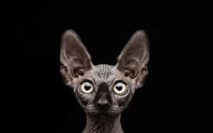 Majestic Sphynx Cat Posing For A Portrait Wallpaper