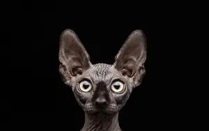 Majestic Sphynx Cat Posing For A Portrait Wallpaper