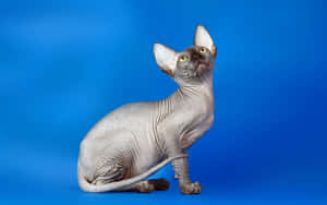 Majestic Sphynx Cat Posing For The Camera Wallpaper