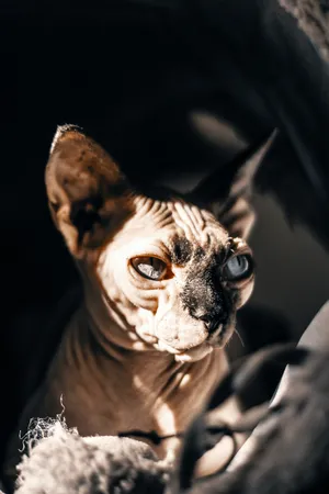 Majestic Sphynx Cat Posing For The Camera Wallpaper
