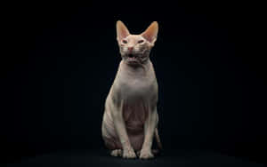 Majestic Sphynx Cat Posing Wallpaper