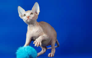 Majestic Sphynx Cat Posing Gracefully Wallpaper