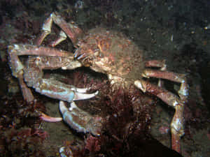 Majestic Spider Crab In Its Natural Habitat Wallpaper