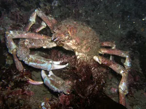 Majestic Spider Crab In Its Natural Habitat Wallpaper