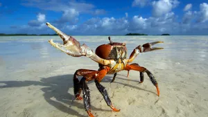 Majestic_ Spider_ Crab_ On_ Shoreline Wallpaper