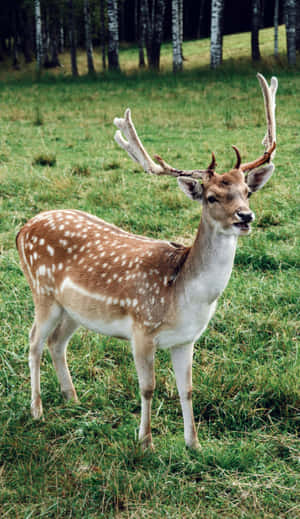 Majestic Spotted Stagin Meadow.jpg Wallpaper