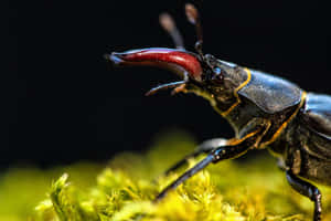 Majestic_ Stag_ Beetle_ Closeup.jpg Wallpaper