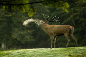 Majestic Stag Breathing Cold Air Wallpaper