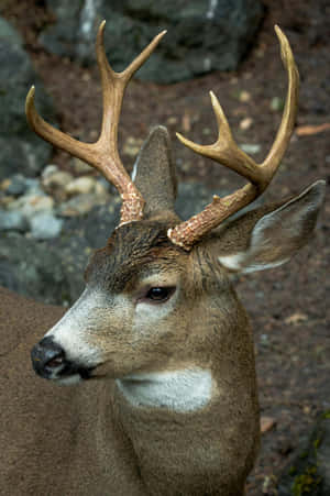 Majestic Stag Close Up.jpg Wallpaper