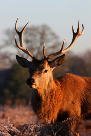 Majestic Stag Dawn Light Wallpaper