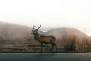 Majestic Stag Misty Mountains.jpg Wallpaper