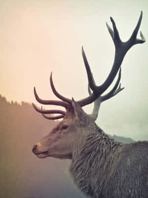 Majestic Stag Profile Dusk Wallpaper