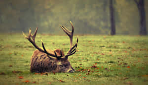 Majestic Stag Restingin Meadow Wallpaper