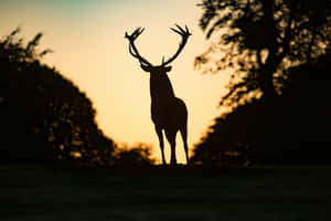 Majestic Stag Silhouetteat Sunset Wallpaper