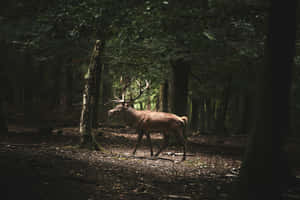 Majestic Stagin Forest Dark Backdrop Wallpaper