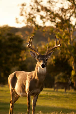 Majestic Stagin Golden Light Wallpaper