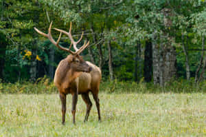 Majestic Stagin Meadow.jpg Wallpaper