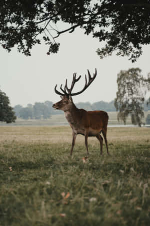 Majestic Stagin Meadow Wallpaper