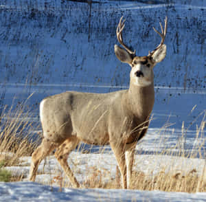 Majestic Stagin Winter Snow Wallpaper