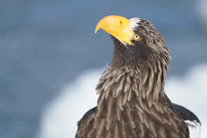 Majestic_ Steller's_ Eagle_ Portrait Wallpaper